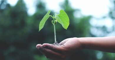 how to grow your brand with Sustainable Marketing